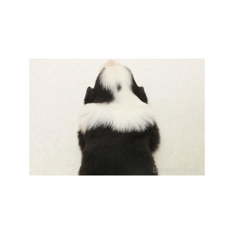販売中の神奈川県のボーダーコリー-405650の2枚目